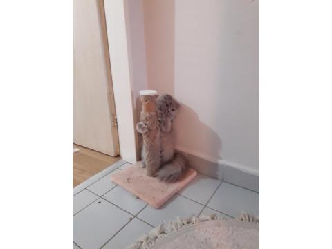 10 Aylık Scottish Fold Kedim