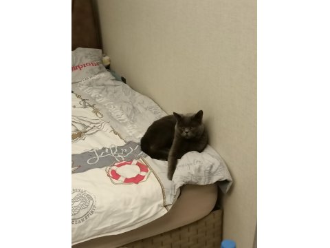 Sevimli İnsan Canlısı Uyumlu Erkek Kedi