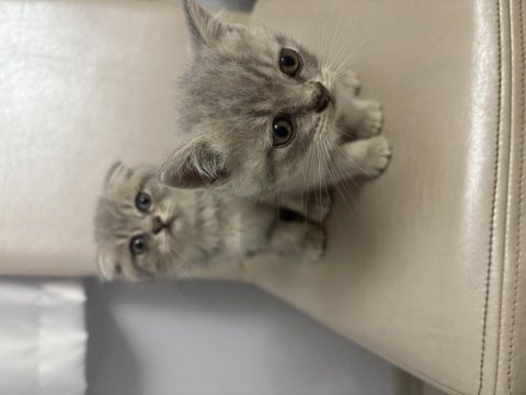2 Aylık Kırık Kulak Dişi Scottish Fold