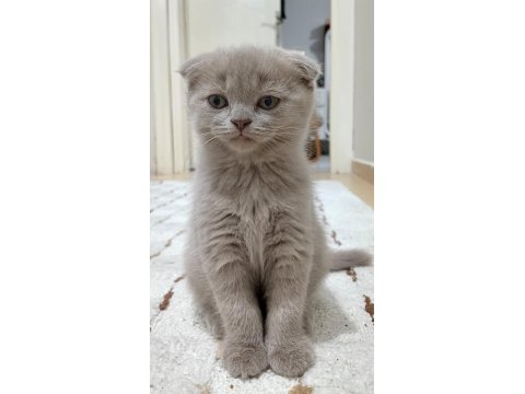 Scottish Fold Lilac