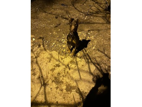 4.5 Aylık Erkek Kızıl Doberman