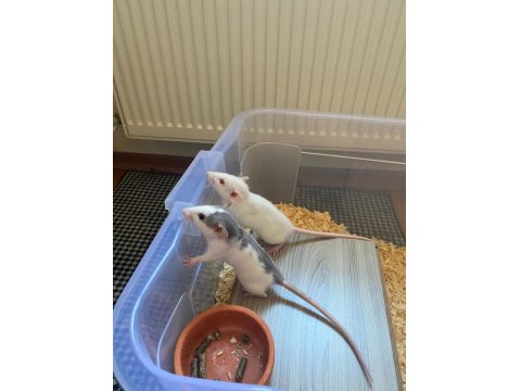 2 Dişi 3 Aylık Dumbo Rat Sadece İzmir İçi Elden Teslim