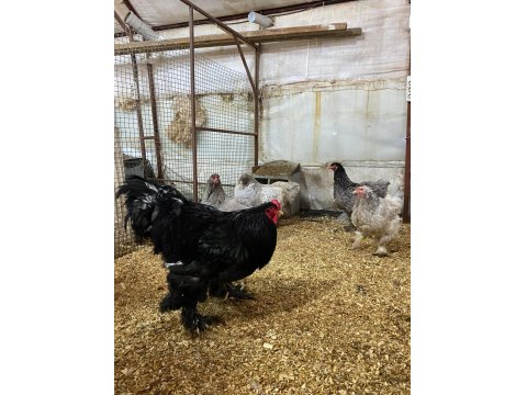 Black Blue Brahma Kuluçkalık Yumurta Ve Civciv