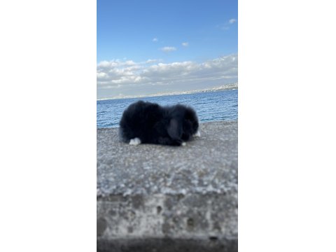 Safkan Evcil Tavşan Yavruları Her İle Gönderim Var