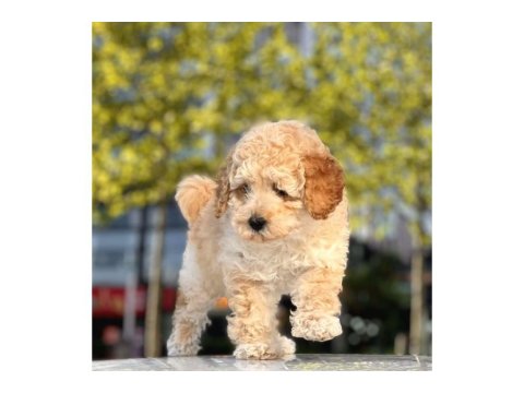 Toy Poodle Cinsi Sevimli Köpeklerim