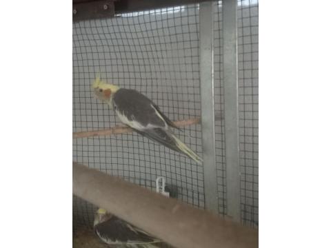 Yavru Sultan Papağanlarımız