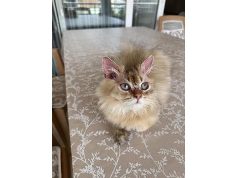 British Longhair Ny25 Black Golden Erkek Yavrumuza Yuva Arıyoruz