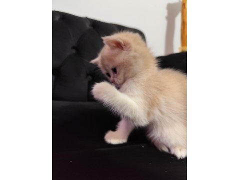British Shorthair Prensese Yuva Arıyoruz