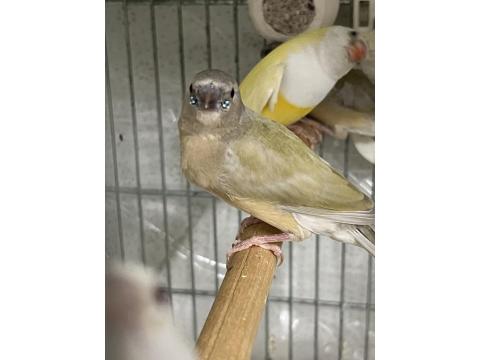 Goldian Finch Yavrular