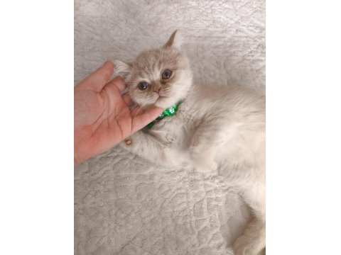 2 Buçuk Aylık Erkek Kedimiz Exotic Shorthair