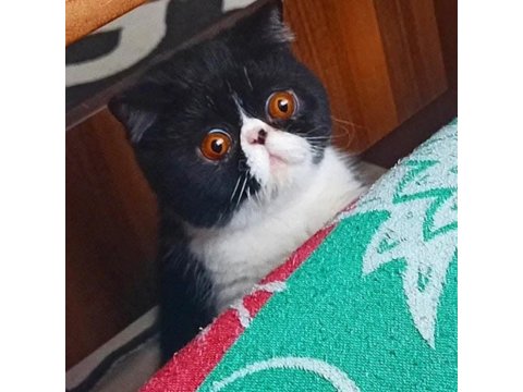 Cfa Şecereli Exotic Shorthair Dişi