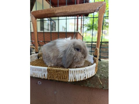 3 Aylık Hollanda Teddy Lop Takım Tavşanlar