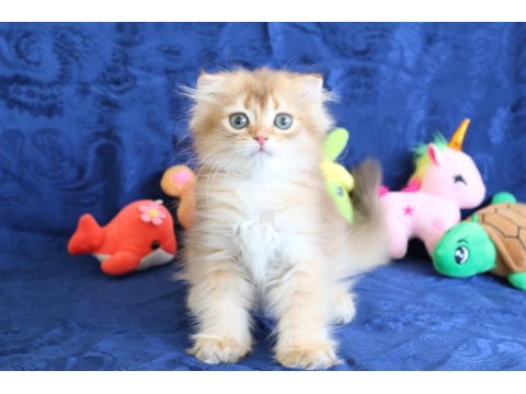 Sevimli Scottish Fold Bebekler Yeni Yuvasını Arıyor