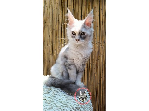 Maine Coon Türk - Mco Cattery