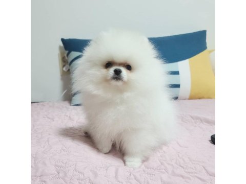 Teddy Bear Pomeranian Yavruları