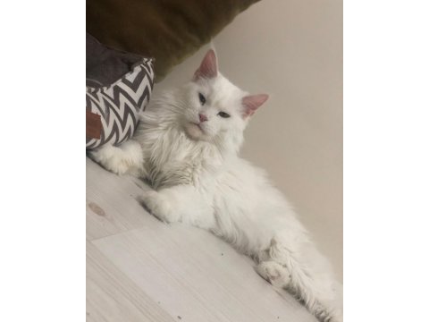 Maine Coon 2 Yaşında Güzellik