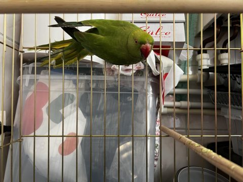 Pakistan Papağanımız