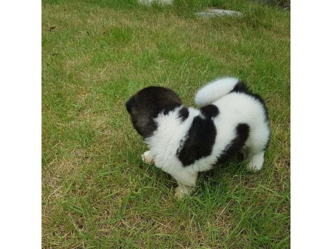 Amerikan Akita Yavru Köpekler