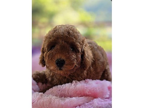 Kore Kan Red Brown Orjinal Poodle