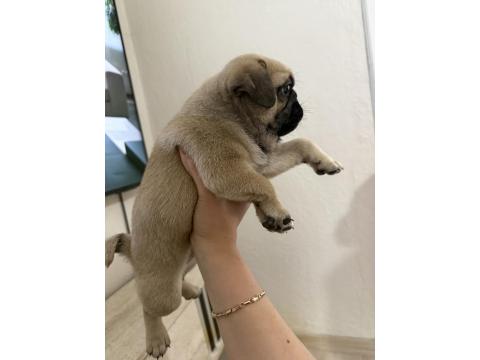 50 Günlük Sağlıklı Dişi Pug