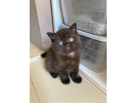 Chocolatecolor British Yavru Dişi