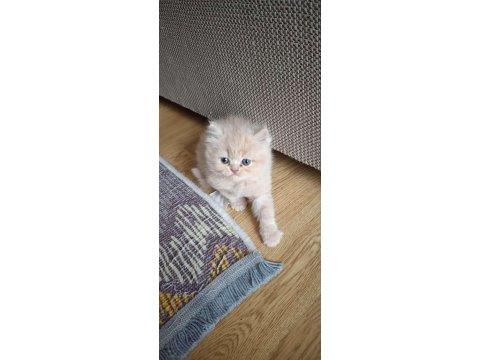 İran Persian Kedisi