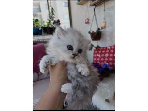 British Longhair Erkek Silver Yeşil Göz