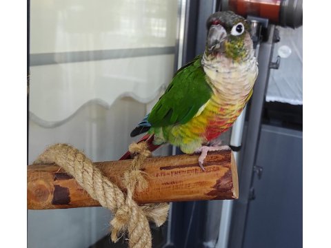 Konur Papağanımız