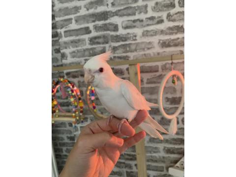 Yavru Sultan Papağanı Yeme Düşmüş