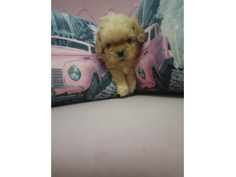 İki Adet Pekinez Erkek