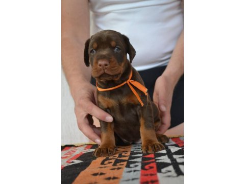 Irk Garantili Doberman Yavruları