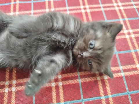 British Shorthair Yavru Kedimiz