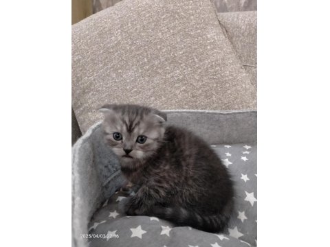 2 Adet Scottish Fold Dişi Yavrumuz