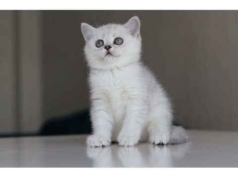 Full Şecereli Babadan Teslime Hazır Dişi Kedimiz