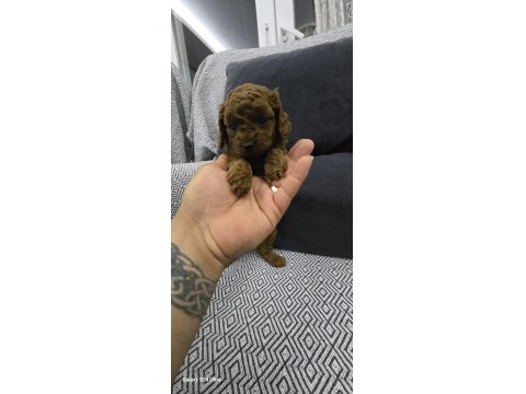 Kore Dark Red Poodle Bebek Köpekler