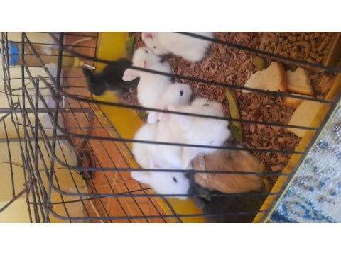 Hollanda Lop Tavşanı Yavrusu