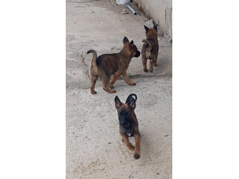 A Kalite Belçika Malinois