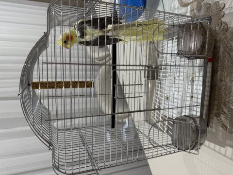 Sultan Papağanı 4 Aylık Krom Kafes