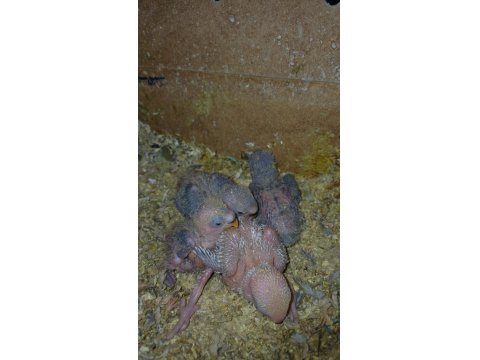 Sevda Sultan Ve Cennet Papağanlar