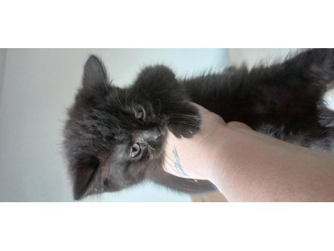 Adana Yavru Kediler Teslime Hazır