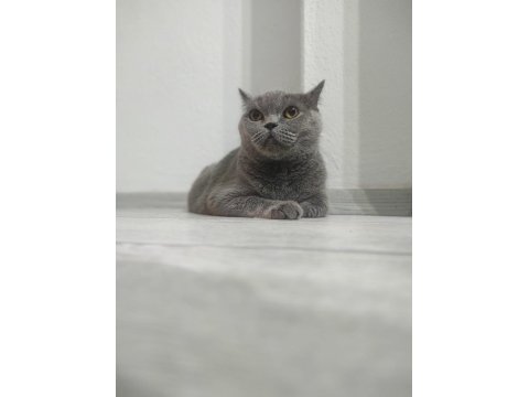 Birbirine Alışkın İki Safkan Dost Kediler Yeni Yuvalarını Arıyor