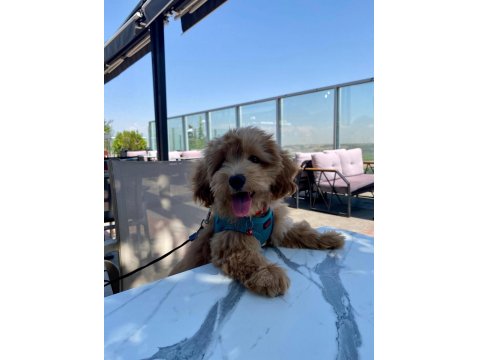 Maltipoo Dişi Köpeği