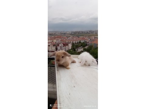 Orjinal Lop Irkı Tavşan