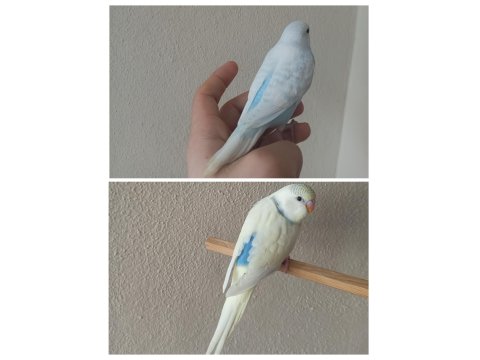 Yeni Yeme Düşmüş Uysal Renk Güzeli Yavru Muhabbetler