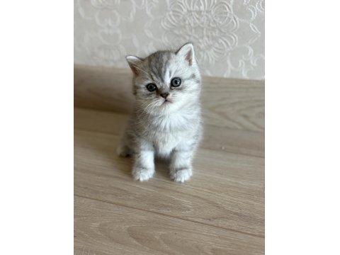 British Shorthair Yavrularımız