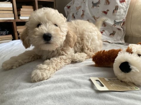 Anne Altından Poodle Yavrular