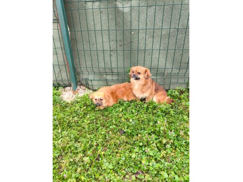 Uyguna Sahiplendirilecek 2 Yaşında Pekinez Dişi