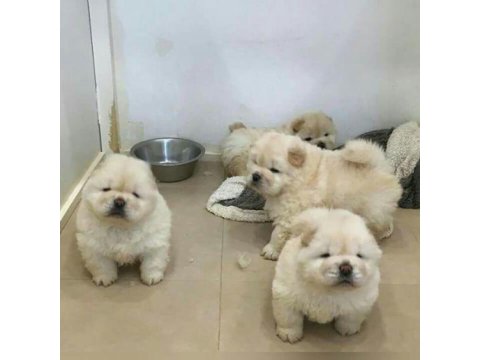 Çin Aslanı Yavrular Gelip Görerek Alabilirsiniz Adrese Teslimat Var