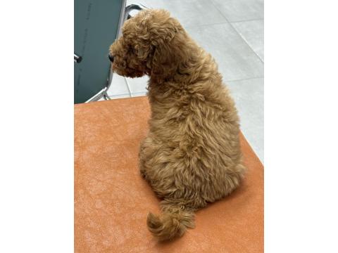 2.5 Aylık Toy Poodle