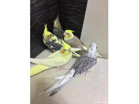 2025 Üst Düzey A Kalite Bebek Yavru Sultan Papağanı Konuşturmalık Full Evcil